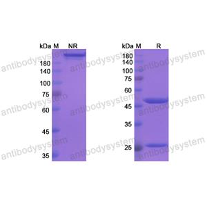 Research Grade Tafolecimab  (DHJ24007)