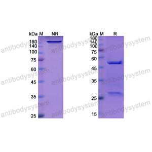 度伐維單抗,Research Grade Dovanvetmab  (DFJ05001)