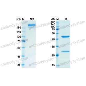 Research Grade Semorinemab(DHC82404)