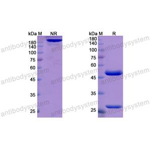 Research Grade Atidortoxumab  (DXX00103)