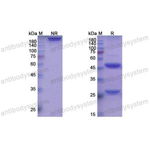 伊利尤單抗,Research Grade Ianalumab  (DHJ42201)