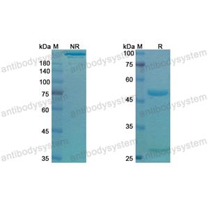 Research Grade Gilvetmab  (DQH02201)