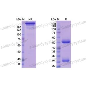 阿妥昔珠单抗,Research Grade Azintuxizumab  (DHJ64002)