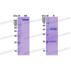 Research Grade Refanezumab(DHD43401)