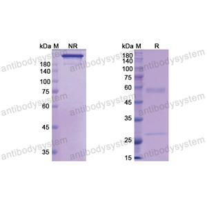 Research Grade Actoxumab(DXX00201)