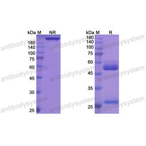 苯拉组单抗,Research Grade Benralizumab(DHF86301)