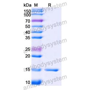 抗体：Human MMP14 Antibody (LEM-2/15) RHE75501,MMP14