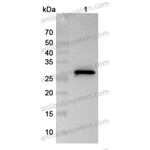 Anti-Myc Tag (EQKLISEEDL) Antibody (9E10#) (RGK08601)