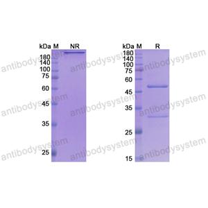 Research Grade Taplitumomab  (DHJ57403)