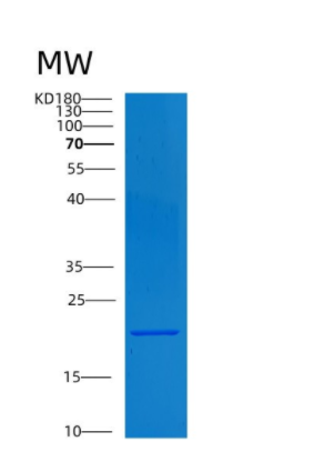 Recombinant Human CNTF Protein,Recombinant Human CNTF Protein