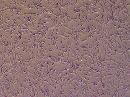 人骨骼肌细胞永生化,immocell