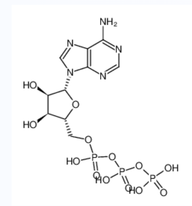 5’-三磷酸腺苷,ATP