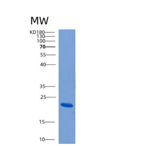 Recombinant Human CLEC4E Protein