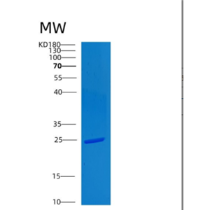 Recombinant Human CLPS Protein