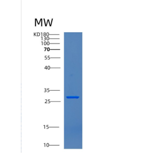 Recombinant Human CNPY3 Protein