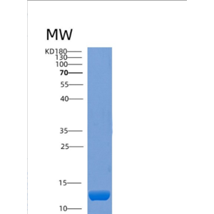 Recombinant Human COA4 Protein,Recombinant Human COA4 Protein