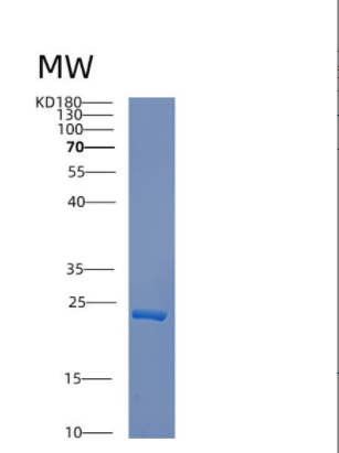 Recombinant Mouse Creg1 Protein,Recombinant Mouse Creg1 Protein