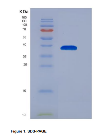 Recombinant Chemokine (C-X-C Motif) Ligand 3 (CXCL3),Recombinant Chemokine (C-X-C Motif) Ligand 3 (CXCL3)