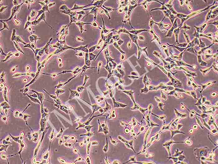SCC-4人舌鳞状细胞癌细胞,SCC-4
