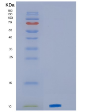 Recombinant Mouse CXCL3 Protein,Recombinant Mouse CXCL3 Protein