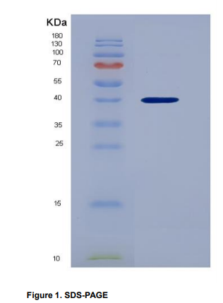 Recombinant Chemokine (C-X-C Motif) Ligand 1 (CXCL1),Recombinant Chemokine (C-X-C Motif) Ligand 1 (CXCL1)