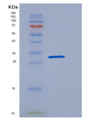 Recombinant E.coli cysH Protein,Recombinant E.coli cysH Protein