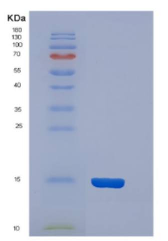 Recombinant Mouse Cystatin-C Protein,Recombinant Mouse Cystatin-C Protein