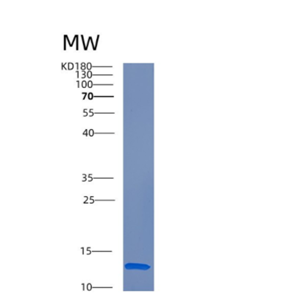 Recombinant Human CRIPT Protein