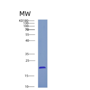 Recombinant Mouse Alpha-crystallin B chain/Crya2 Protein