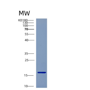 Recombinant Human CST9 Protein