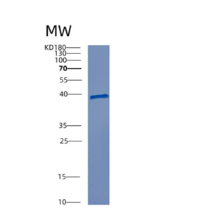 Recombinant Mouse Ctla4 Protein