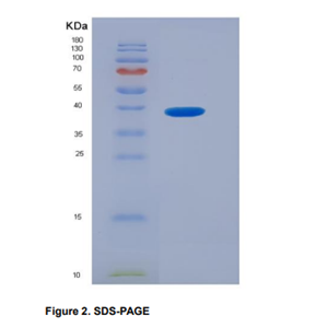 Recombinant Chemokine C-X3-C-Motif Ligand 1 (CX3CL1)