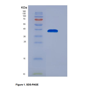 Recombinant Chemokine (C-X-C Motif) Ligand 3 (CXCL3)