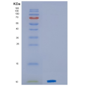 Recombinant Mouse CXCL3 Protein