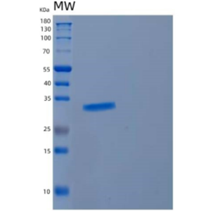 Recombinant Human CYB5R2 Protein