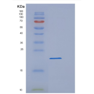 Recombinant Human Cyclophilin F (PPIF) Protein,Recombinant Human Cyclophilin F (PPIF) Protein