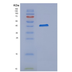 Recombinant Human Cyclophilin D(PPID) Protein