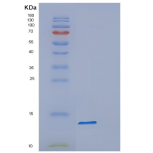 Recombinant Human DAP Protein,Recombinant Human DAP Protein