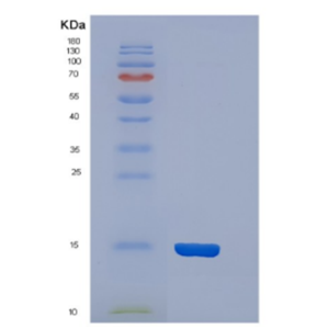 Recombinant Mouse Cystatin-C Protein