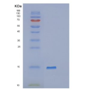 Recombinant Human DDT Protein,Recombinant Human DDT Protein