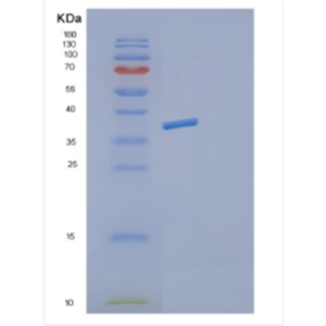 Recombinant Mouse Decorin Protein