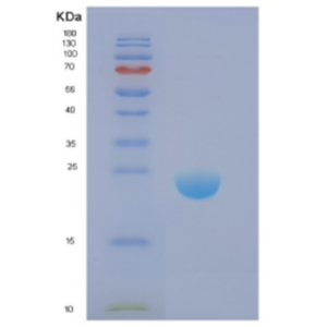 Recombinant Human DIRAS1 Protein