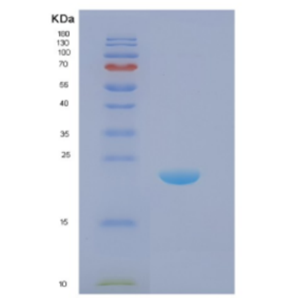 Recombinant E.coli Disulfide oxidoreductase (DsbA) E.coli Protein