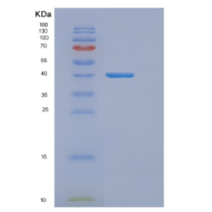 Recombinant E.coli DnaJ (Amino acids 1-376) Protein,Recombinant E.coli DnaJ (Amino acids 1-376) Protein