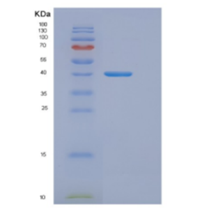 Recombinant E.coli DnaJ (Amino acids 1-376) Protein