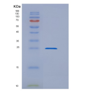 Recombinant E.coli DsbG Protein