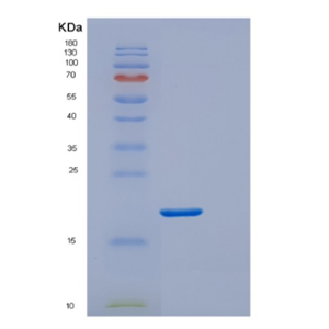 Recombinant E.coli DsbE Protein