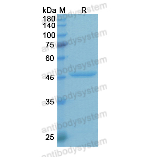 Research Grade Aflibercept(DHD12629)