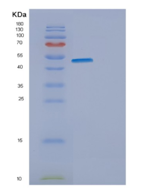 Recombinant Mouse Eno2 Protein,Recombinant Mouse Eno2 Protein