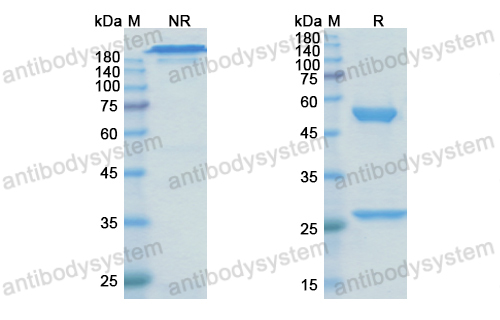 美替木單抗,Research Grade Metelimumab(DHB91602)